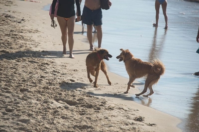 Tierischen Spass haben diese Hunde am Strand in Tel Aviv (Bild: xiquinhosilva/wikimedia commons).