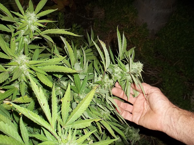 Medizinisches Marihuana ist in Israel bereits legalisiert (Bild: http://maxpixel.freegreatpicture.com/Ganja-Grow-Weed-Leaves-Plant-Marijuana-Cannabis-364565)